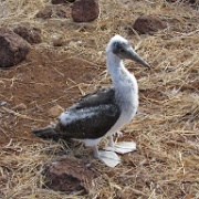 Juvenile, Blue Footed Booby, North Seymour 213.jpg