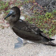 Juvenile, Blue Footed Booby, North Seymour 224.jpg