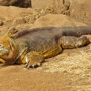 Land iguana, North Seymour 201.jpg
