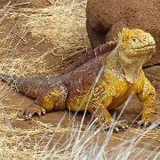 Land iguana, North Seymour 209.jpg