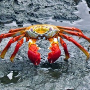 Sally Light Foot Crab, North Seymour 206.jpg