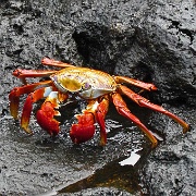 Sally Light Foot Crab, North Seymour 208.jpg