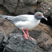 Swallow-tailed Gull, North Seymour 207.jpg