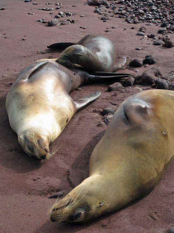 Sea Lions, Rabida Island, Galapagos 202