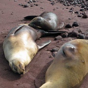 Sea Lions, Rabida Island, Galapagos 202.jpg
