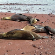 Sea lions, Rabida Island, Galapagos 201.jpg