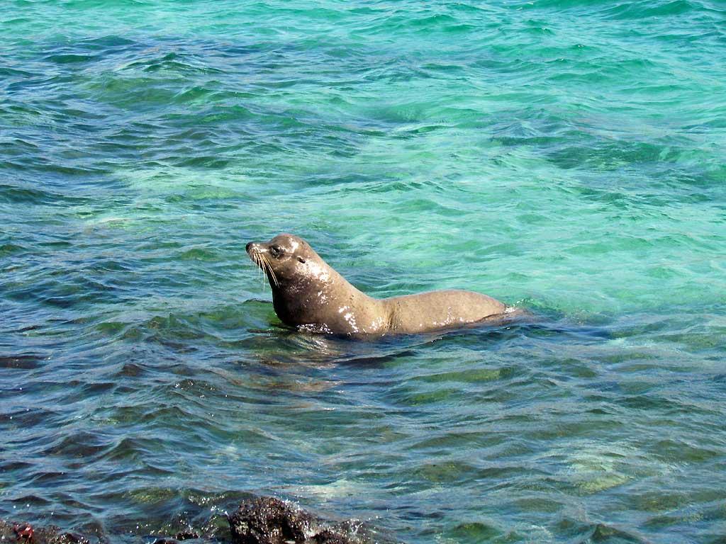 Alpha male sea lion, Isla Lobos by San Cristobal 102