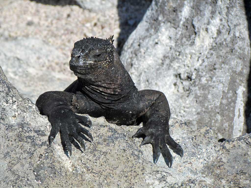 Marine iguana, Isla Lobos by San Cristobal 109