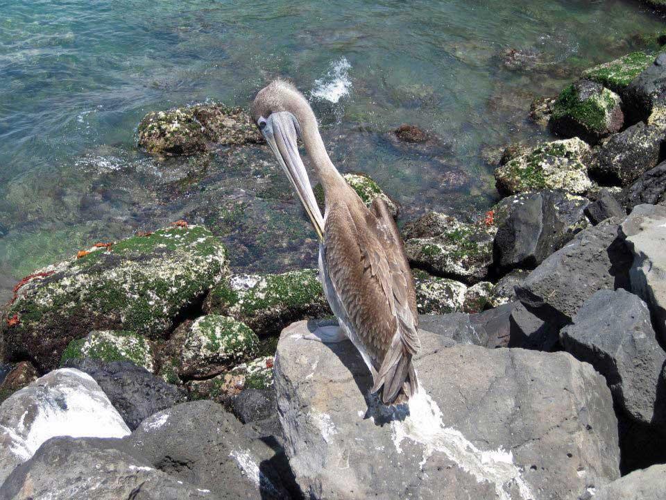 Pelican, Isla Lobos 206