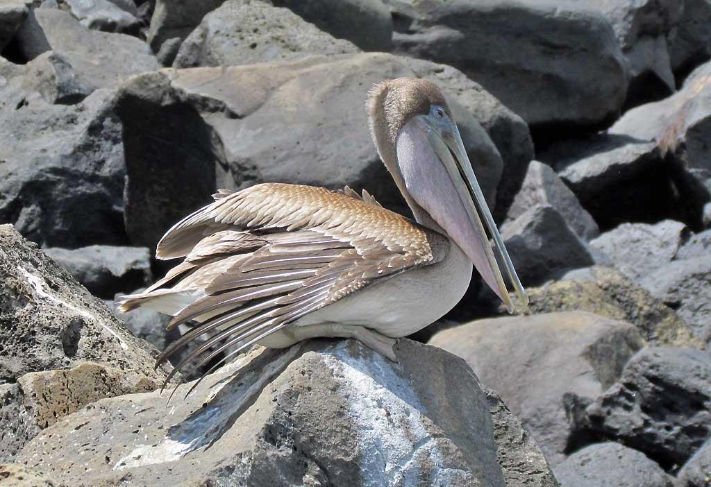 Pelican, Puerto Baquerizo Moreno, San Cristobal 108