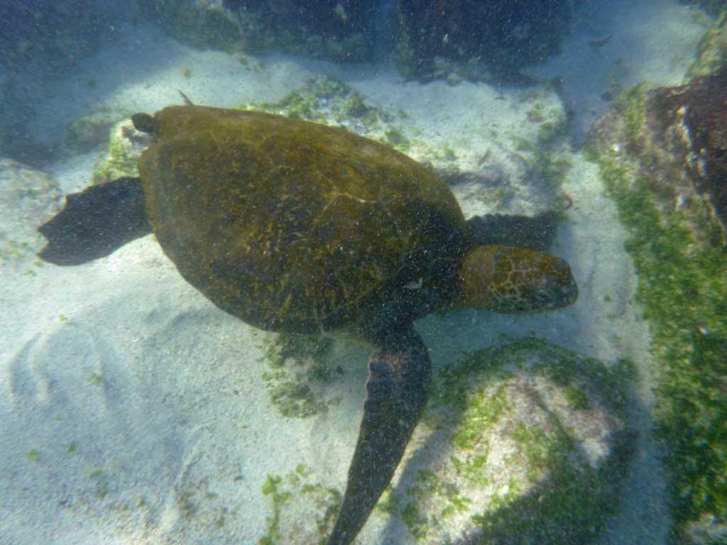 Sea Turtle, Isla Lobos 122