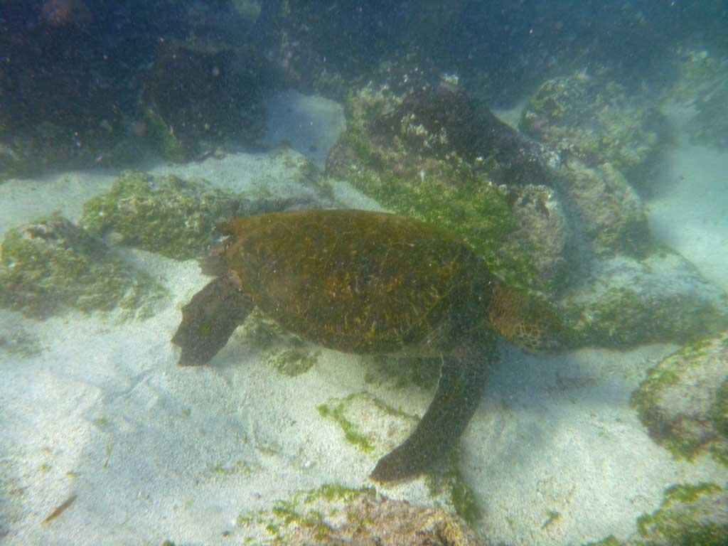 Sea Turtle, Isla Lobos 123