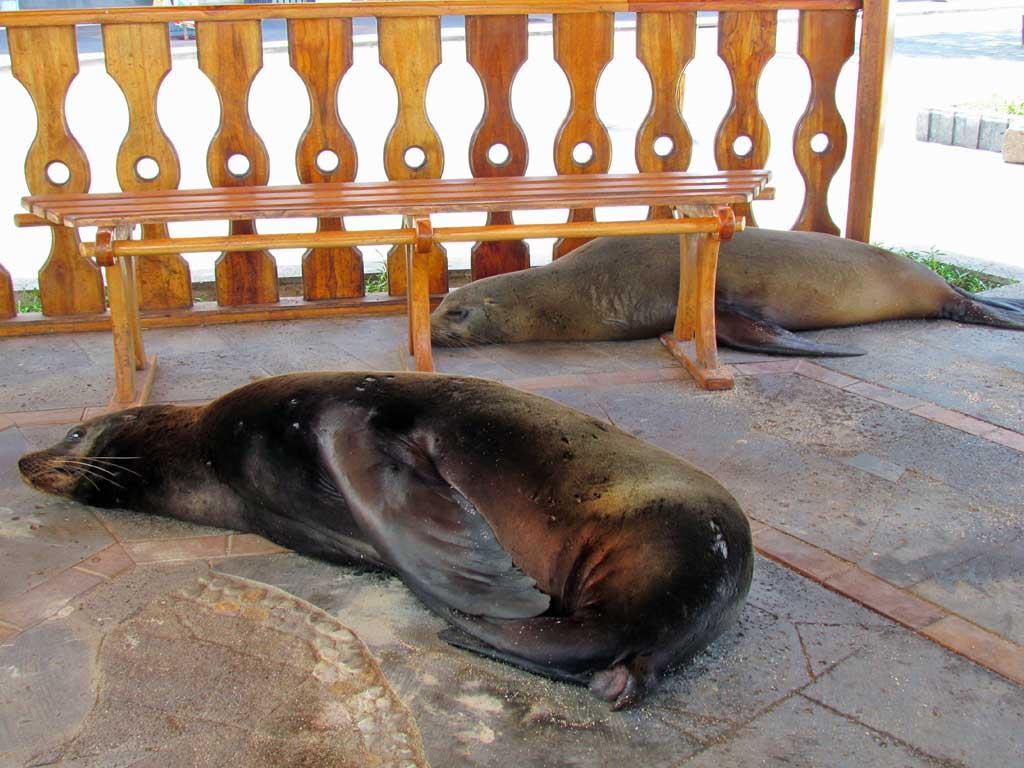 Sea lion, Puerto Baquerizo Moreno, San Cristobal 107