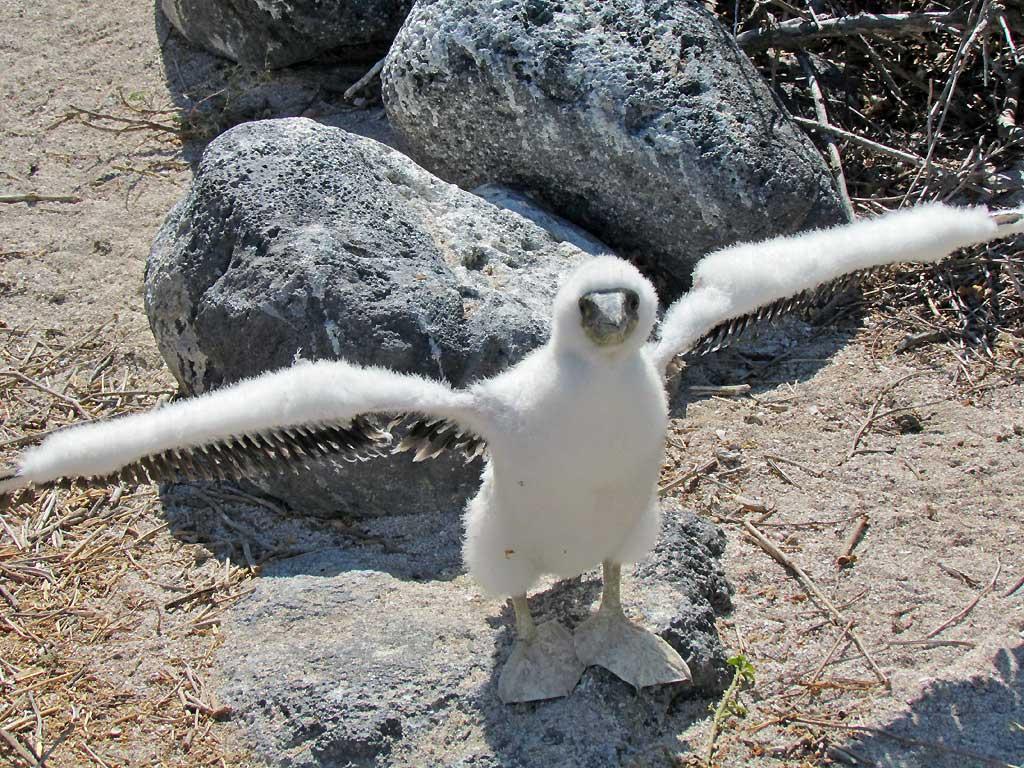 Young  Blue Footed Booby, Isla Lobos 112