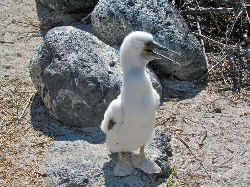 Young  Blue Footed Booby, Isla Lobos 113