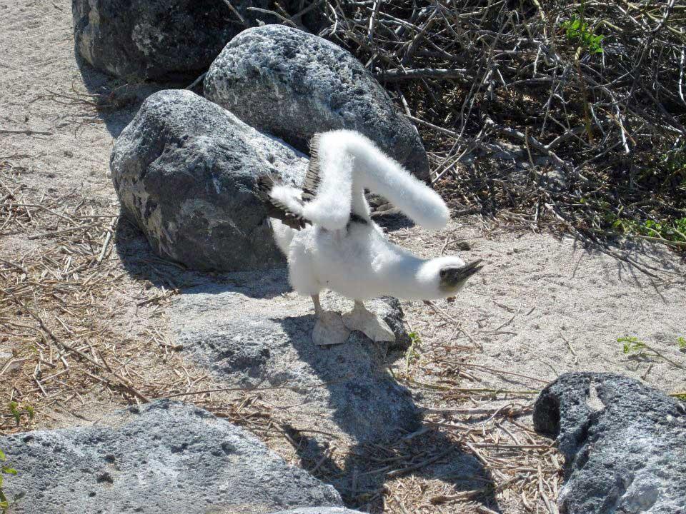 Young  Blue Footed Booby, Isla Lobos 215