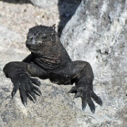 Marine iguana, Isla Lobos by San Cristobal 109.jpg