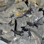 Marine iguanas, Isla Lobos by San Cristobal 117.jpg