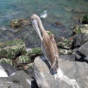 Pelican, Isla Lobos 206.jpg