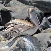 Pelican, Puerto Baquerizo Moreno, San Cristobal 108.jpg