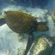 Sea Turtle, Isla Lobos 122.jpg
