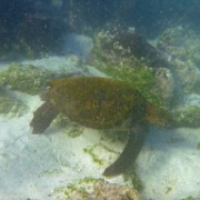 Sea Turtle, Isla Lobos 123.jpg