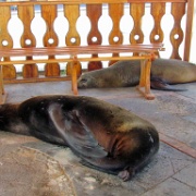 Sea lion, Puerto Baquerizo Moreno, San Cristobal 107.jpg