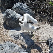 Young  Blue Footed Booby, Isla Lobos 215.jpg