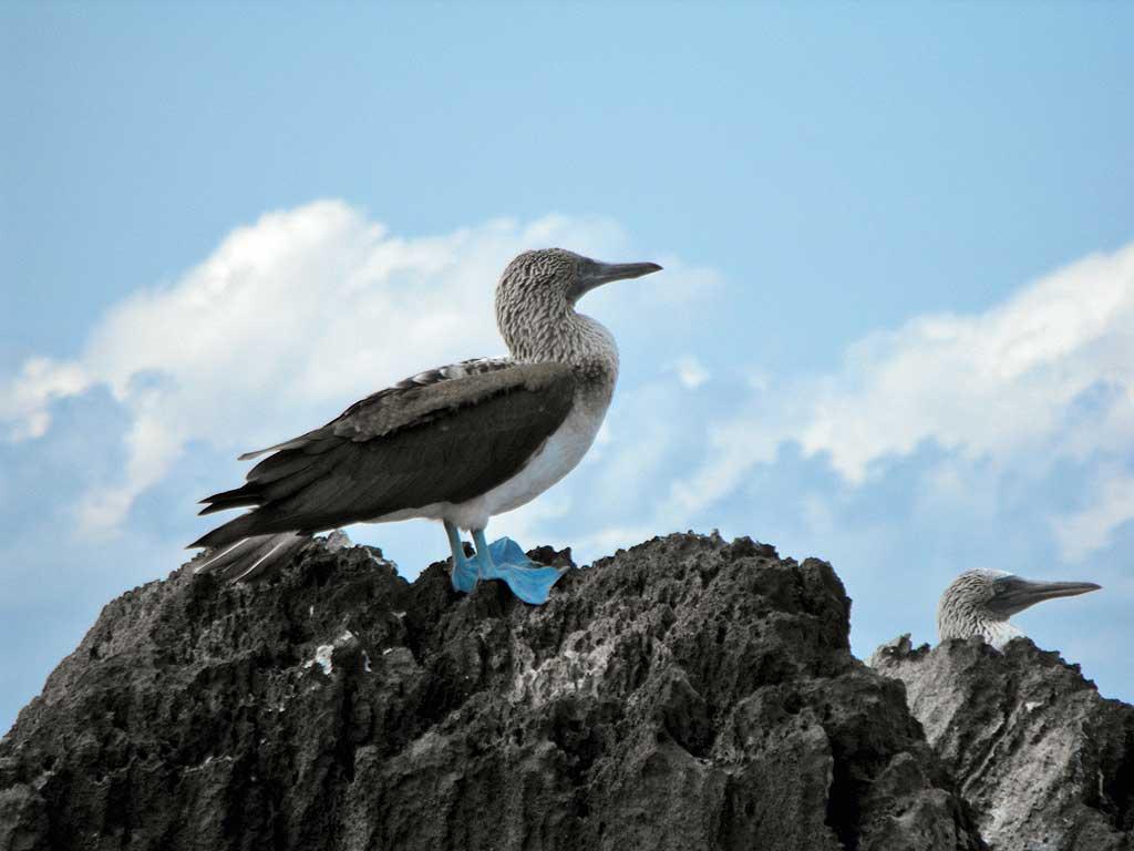 Blue-footed booby, Espanola 07