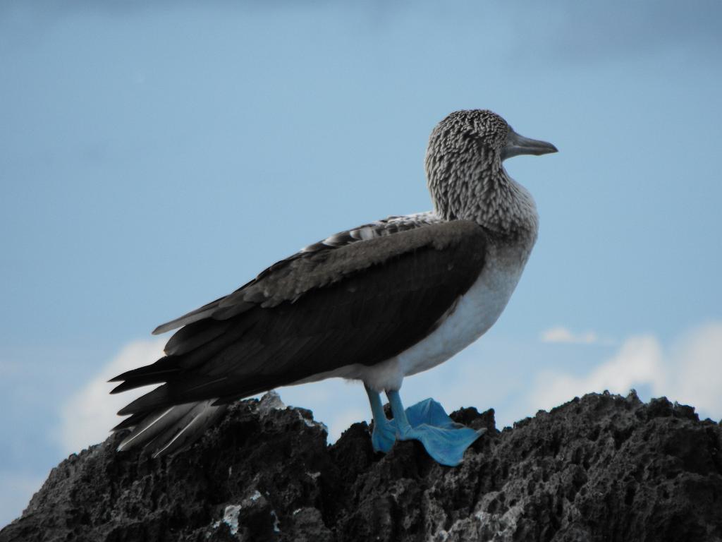 Blue-footed booby, Espanola 08