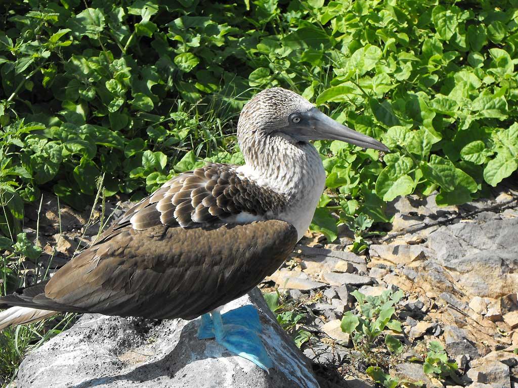 Blue-footed booby, Espanola 12