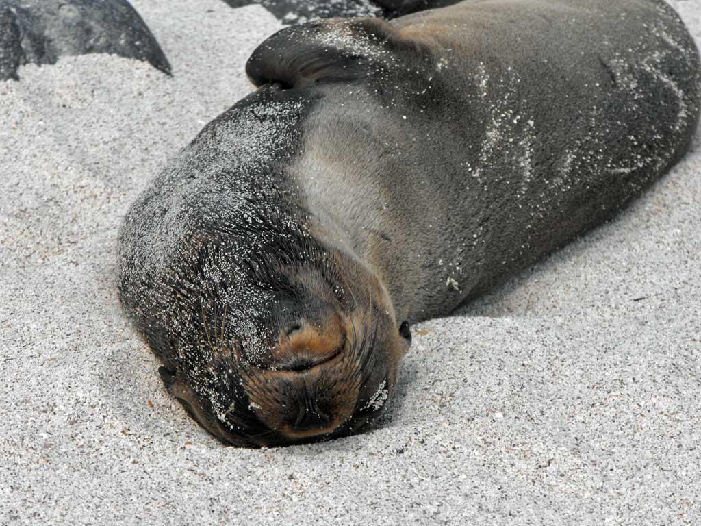 Galapagos Sea Lion, Espanola 06