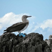 Blue-footed booby, Espanola 07.JPG