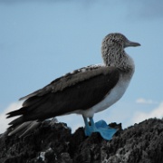 Blue-footed booby, Espanola 08.JPG