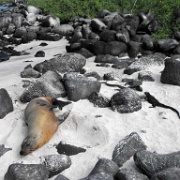 Galapagos Sea Lion and iguanas, Espanola 05.JPG