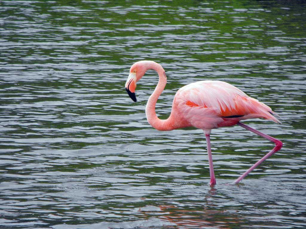 Flamingo on Rabida 10