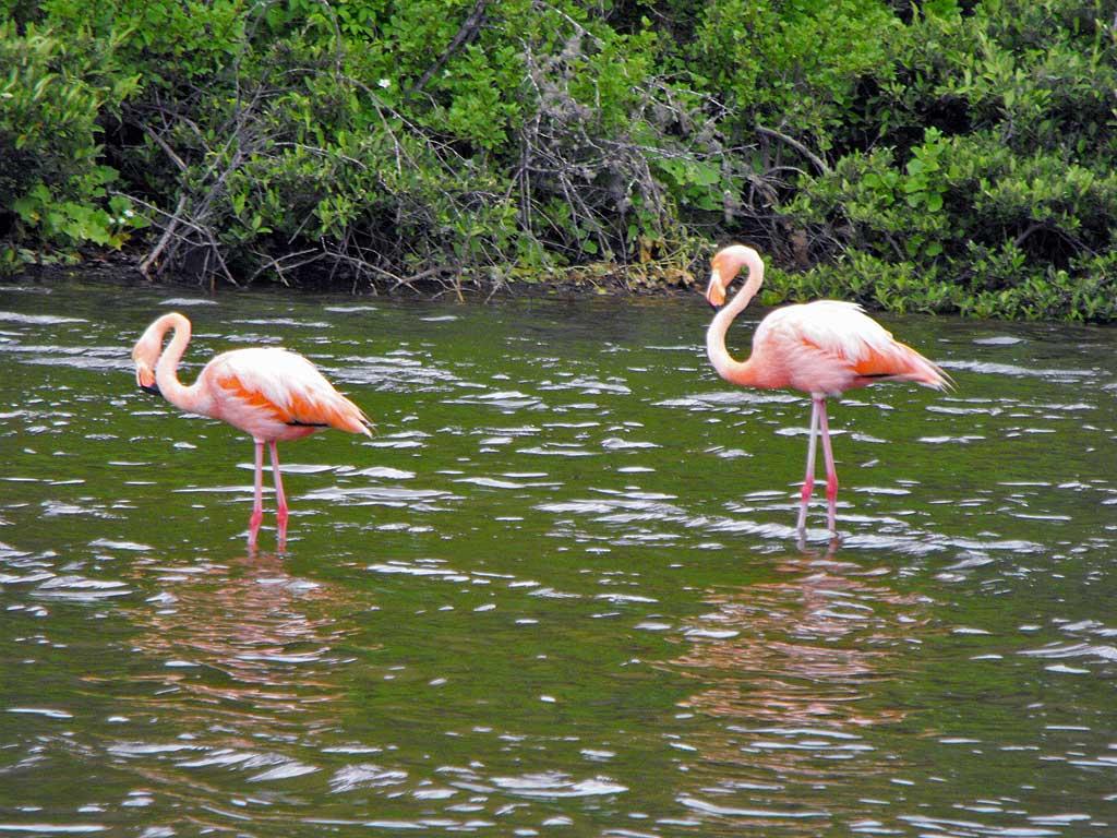 Flamingos on Rabida 03