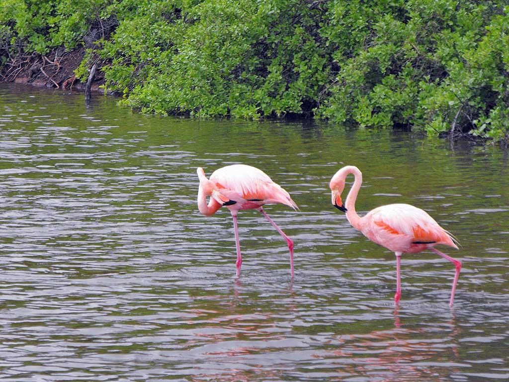 Flamingos on Rabida 09