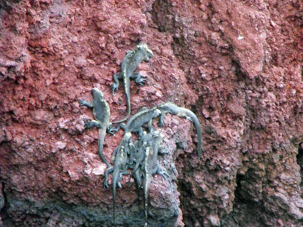 Marine iguanas, Rabida 07