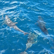 Dolphins, Rabida 02.JPG