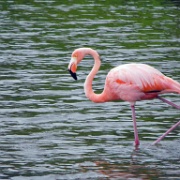 Flamingo on Rabida 10.JPG