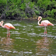 Flamingos on Rabida 03.JPG