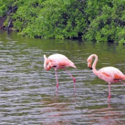 Flamingos on Rabida 09.JPG