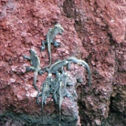 Marine iguanas, Rabida 07.JPG
