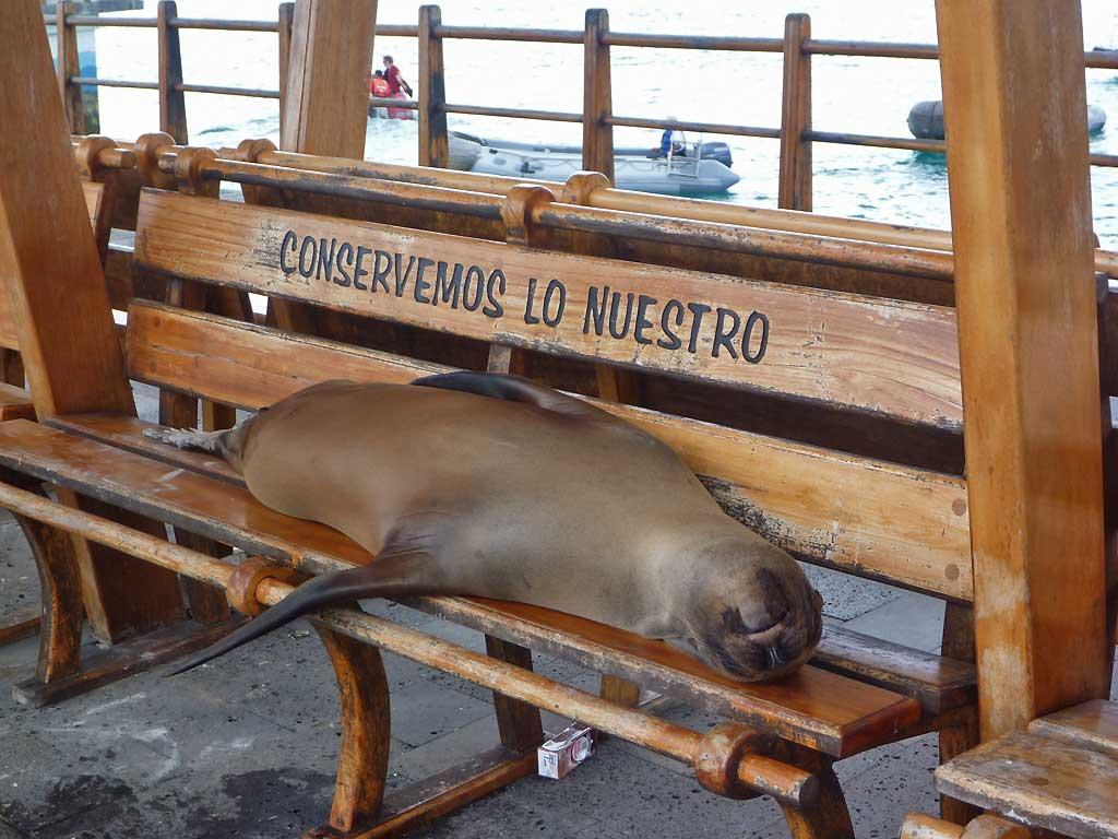 Galapagos Sea Lion, San Cristobal 2
