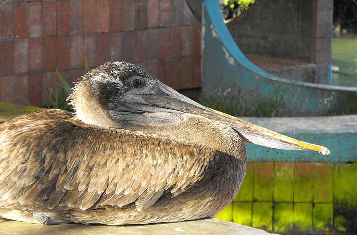 Brown pelican, Santa Cruz 12