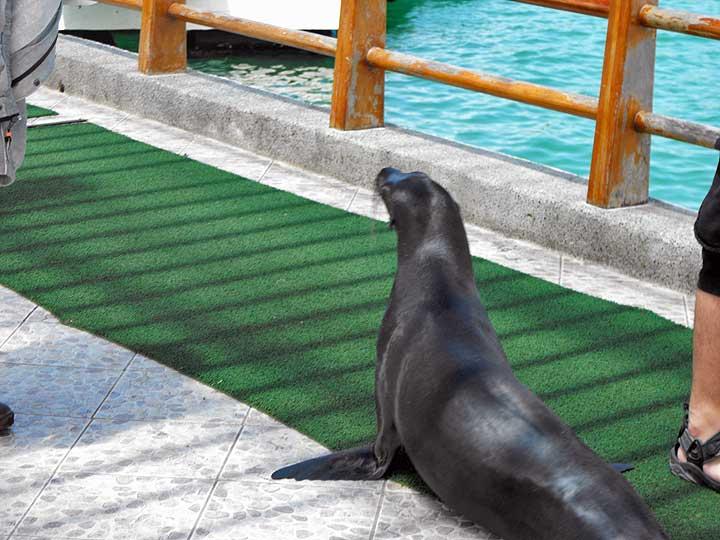Galapagos Sea Lion, Santa Cruz 06