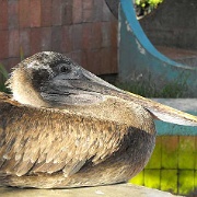 Brown pelican, Santa Cruz 12.JPG