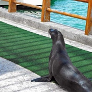 Galapagos Sea Lion, Santa Cruz 06.JPG