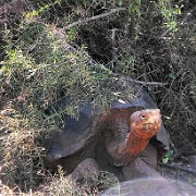 Tortoise, Santa Cruz 09.JPG
